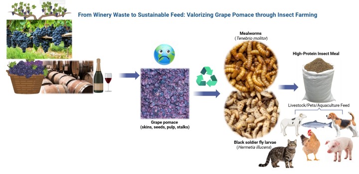 Grape Pomace for insects.jpeg